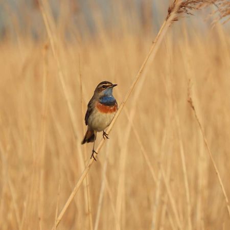 Gastenverblijf De Natureluur Noorden エクステリア 写真