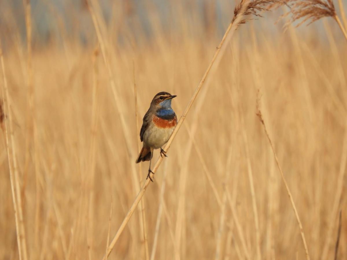 Gastenverblijf De Natureluur Noorden エクステリア 写真